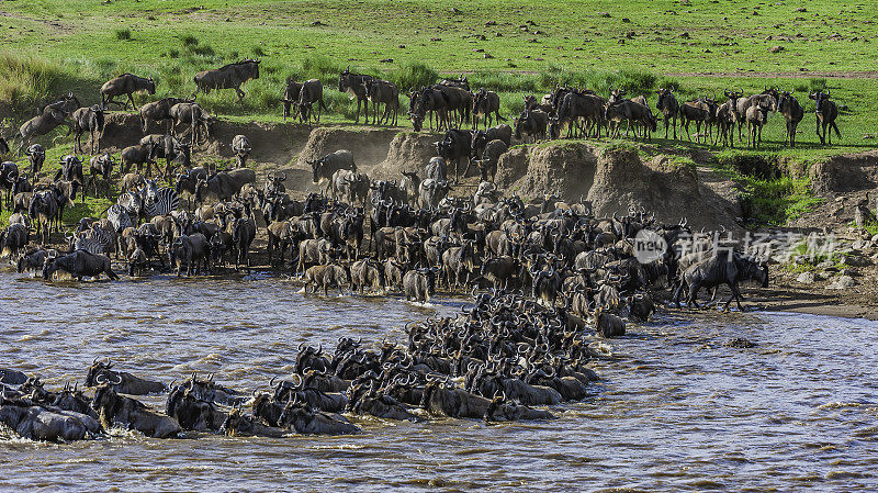 蓝色角马也被称为普通角马(Connochaetes taurinus)，或白胡须角马，是一种大型羚羊。在肯尼亚马赛马拉国家保护区穿越马拉河。
